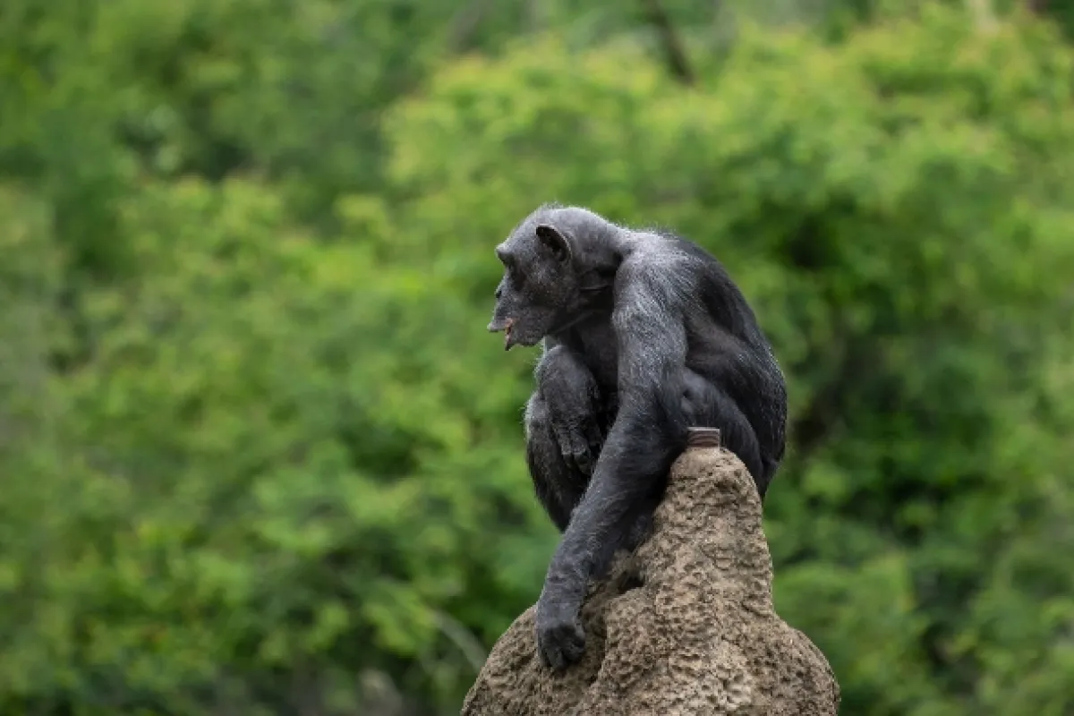 Africká abeceda, 2019 - fotogaléria