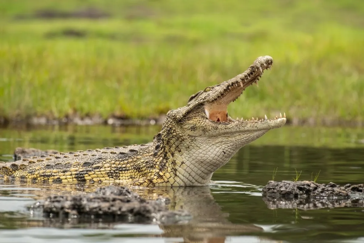 Africká abeceda, 2019 - fotogaléria