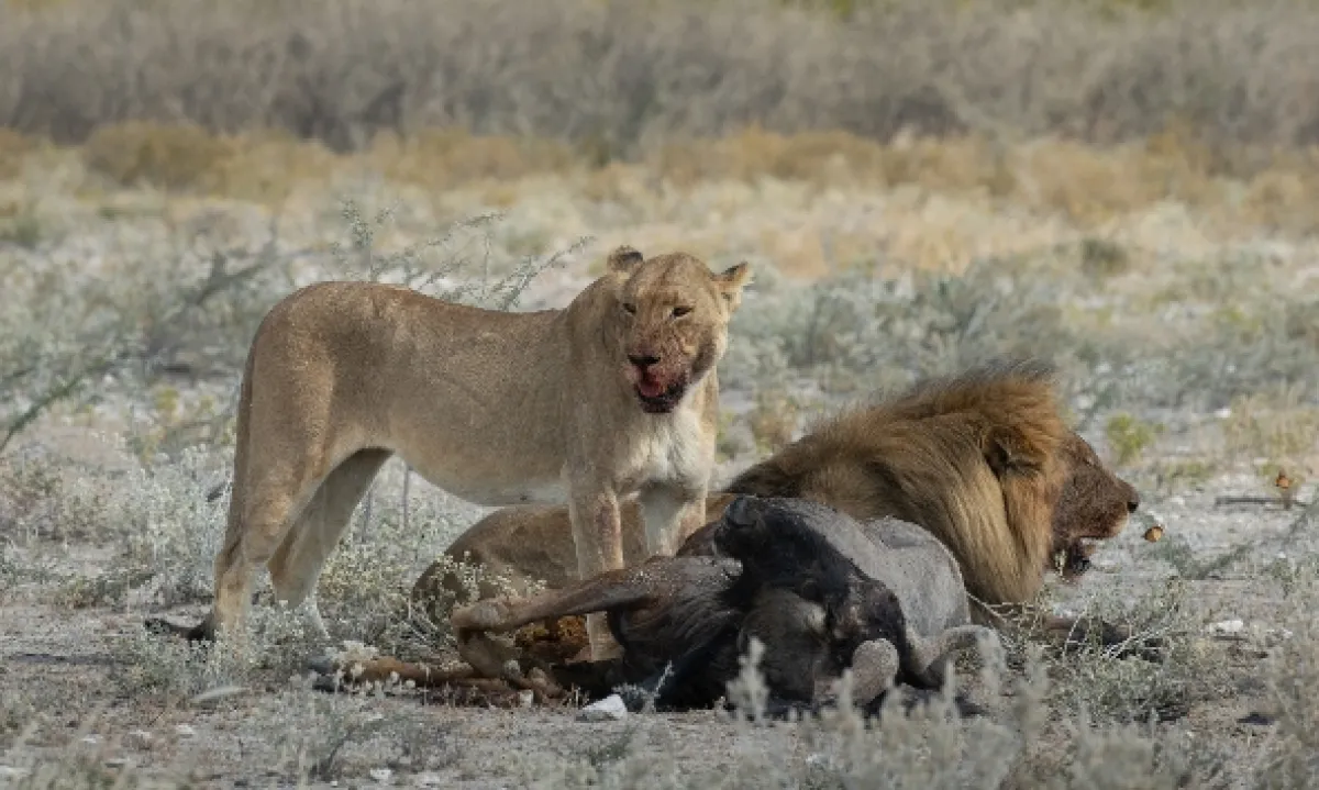 Africká abeceda, 2019 - fotogaléria