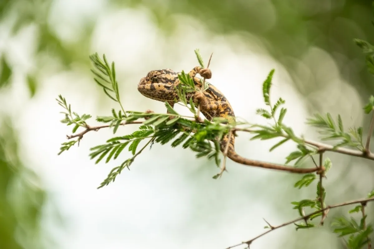 Africká abeceda, 2019 - fotogaléria
