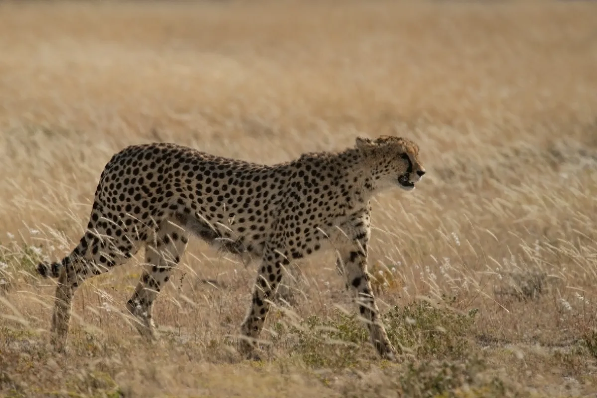 Africká abeceda, 2019 - fotogaléria