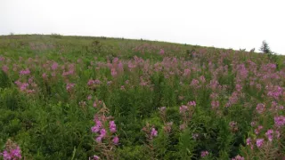 Divočina bez hranic (7)