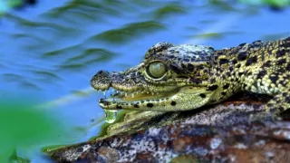 Život a smrť v raji (2/2)