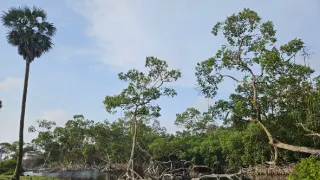 Gabon: Surfující hroši