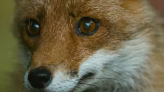 Tajuplný život zahrady