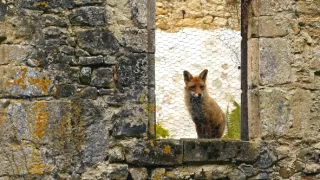 Tajuplný život zahrady