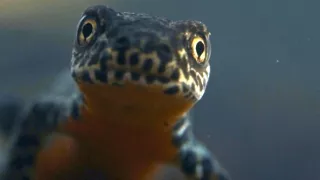 Tajuplný život zahrady