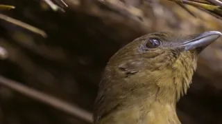 Samci (2/2)