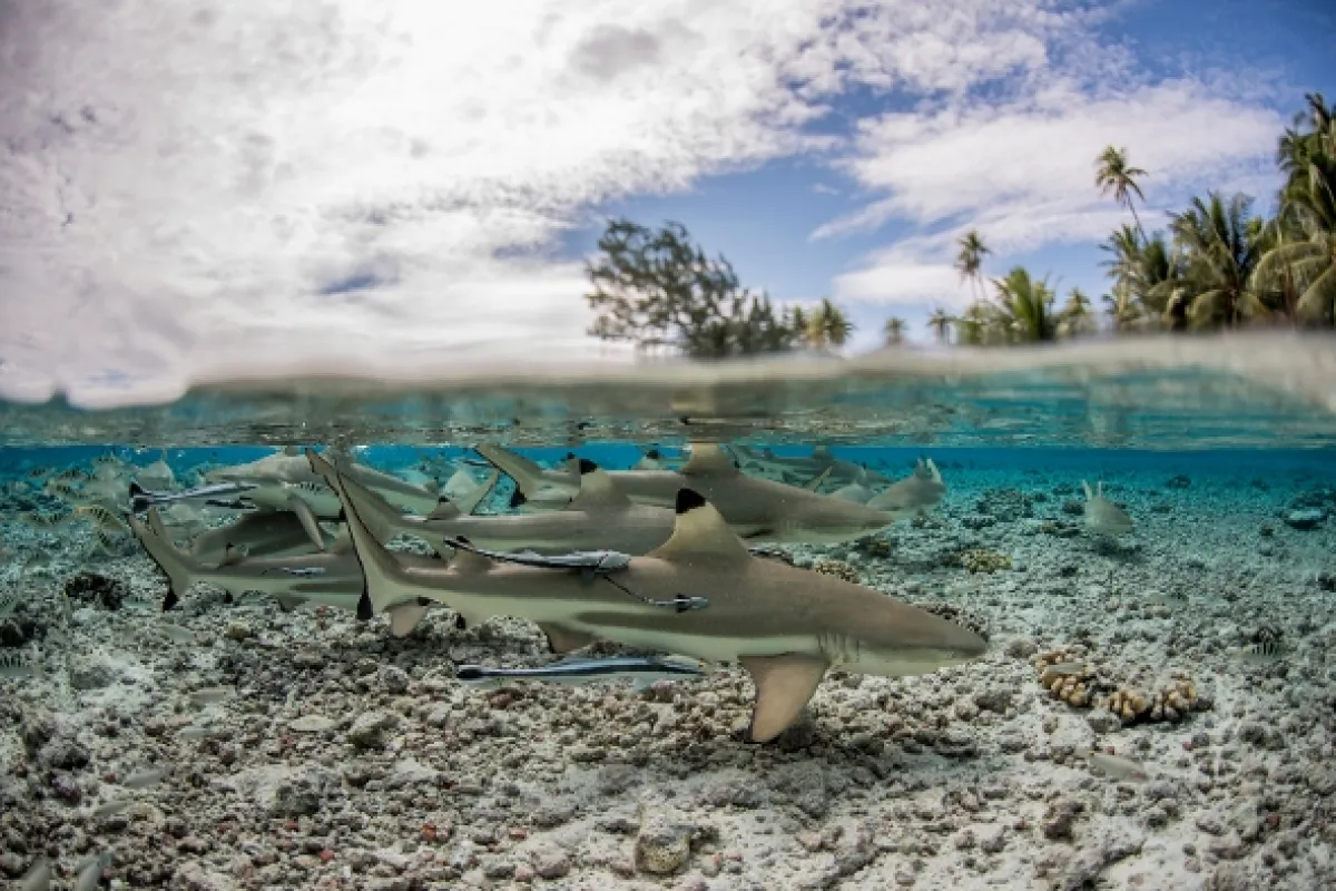 Rodinné stretnutie žralokov (Shark Swarm), 2017 - fotogaléria