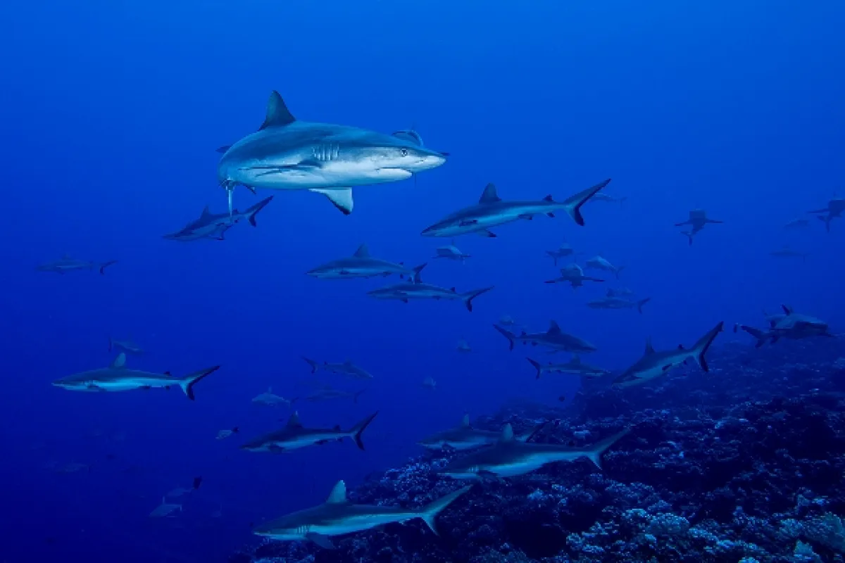 Rodinné stretnutie žralokov (Shark Swarm), 2017 - fotogaléria