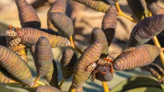 Africká abeceda