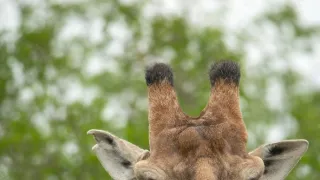 Africká abeceda