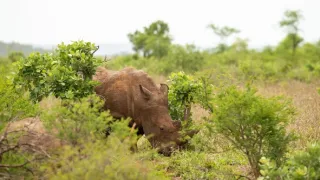 Africká abeceda