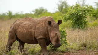 Africká abeceda