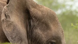 Africká abeceda