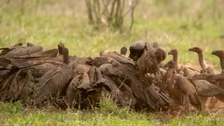 Africká abeceda