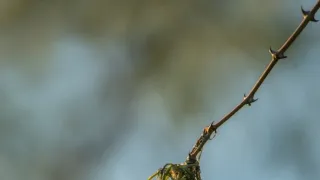 Africká abeceda