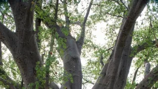 Africká abeceda