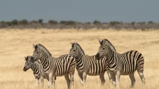 Africká abeceda