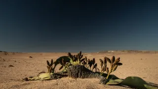 Africká abeceda