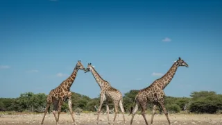 Africká abeceda