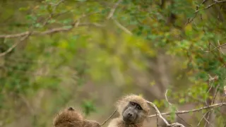 Africká abeceda