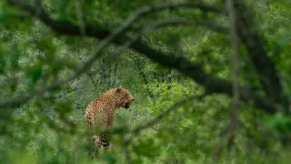 Africká abeceda