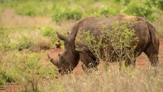 Africká abeceda