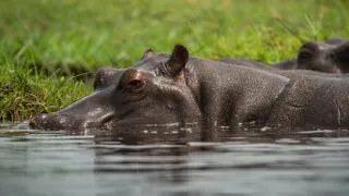 Africká abeceda