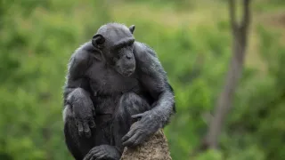 Africká abeceda