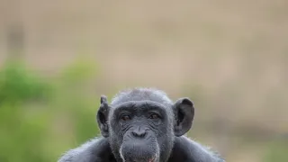 Africká abeceda