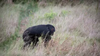 Africká abeceda