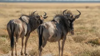 Africká abeceda