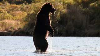 Naši bratia medvede