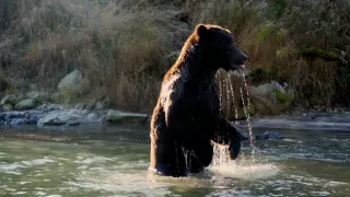 Naši bratia medvede