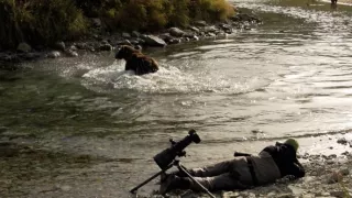 Naši bratia medvede