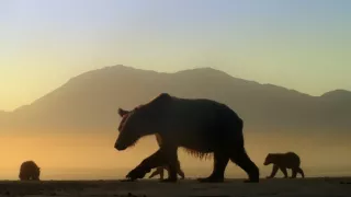 Naši bratia medvede