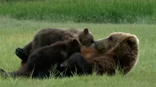 Naši bratia medvede