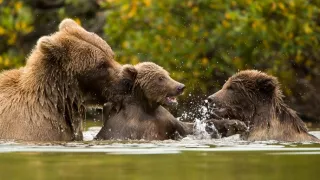 Naši bratia medvede