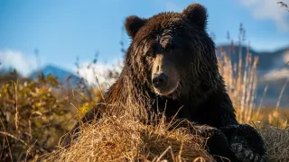 Naši bratia medvede