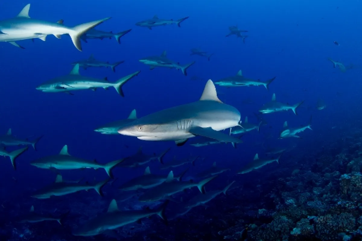 Rodinné stretnutie žralokov (Shark Swarm), 2017 - fotogaléria