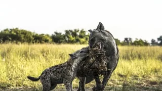 Proč je máme rádi