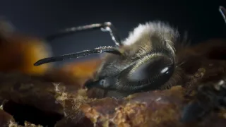 Tajuplný svět zvuků s Davidem Attenboroughem (3)