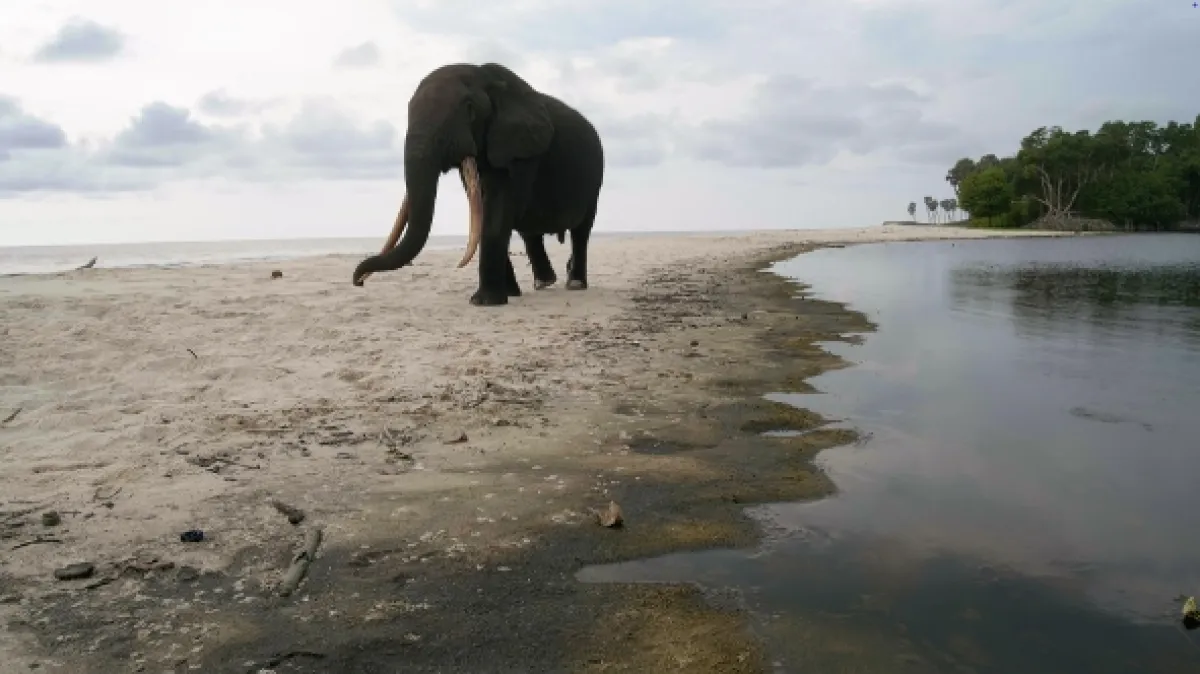 Gabon: Surfující hroši (Surfing Hippos: Gabon’s Jungle Beach), 2024 - fotogaléria