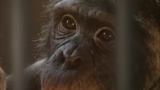 Šimpanz Ham astronautom