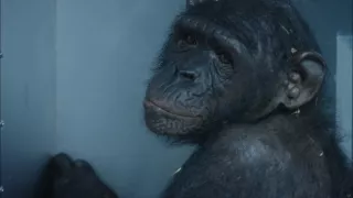 Šimpanz Ham astronautom