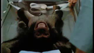 Šimpanz Ham astronautom