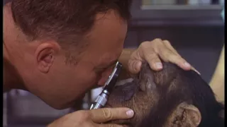 Šimpanz Ham astronautom