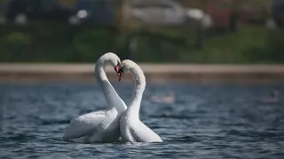 V divočině tam to žije