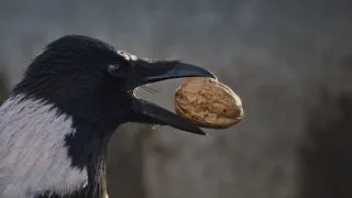 V divočině tam to žije